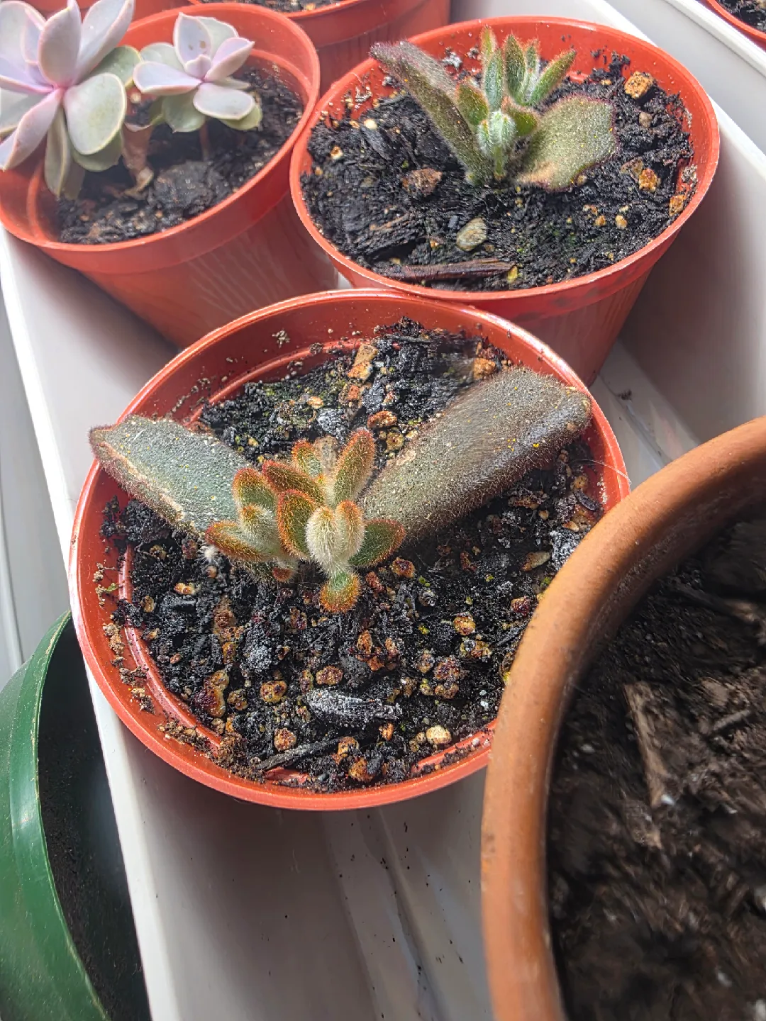 Kalanchoe Tomentosa chocolate soldier panda plant thumbnail