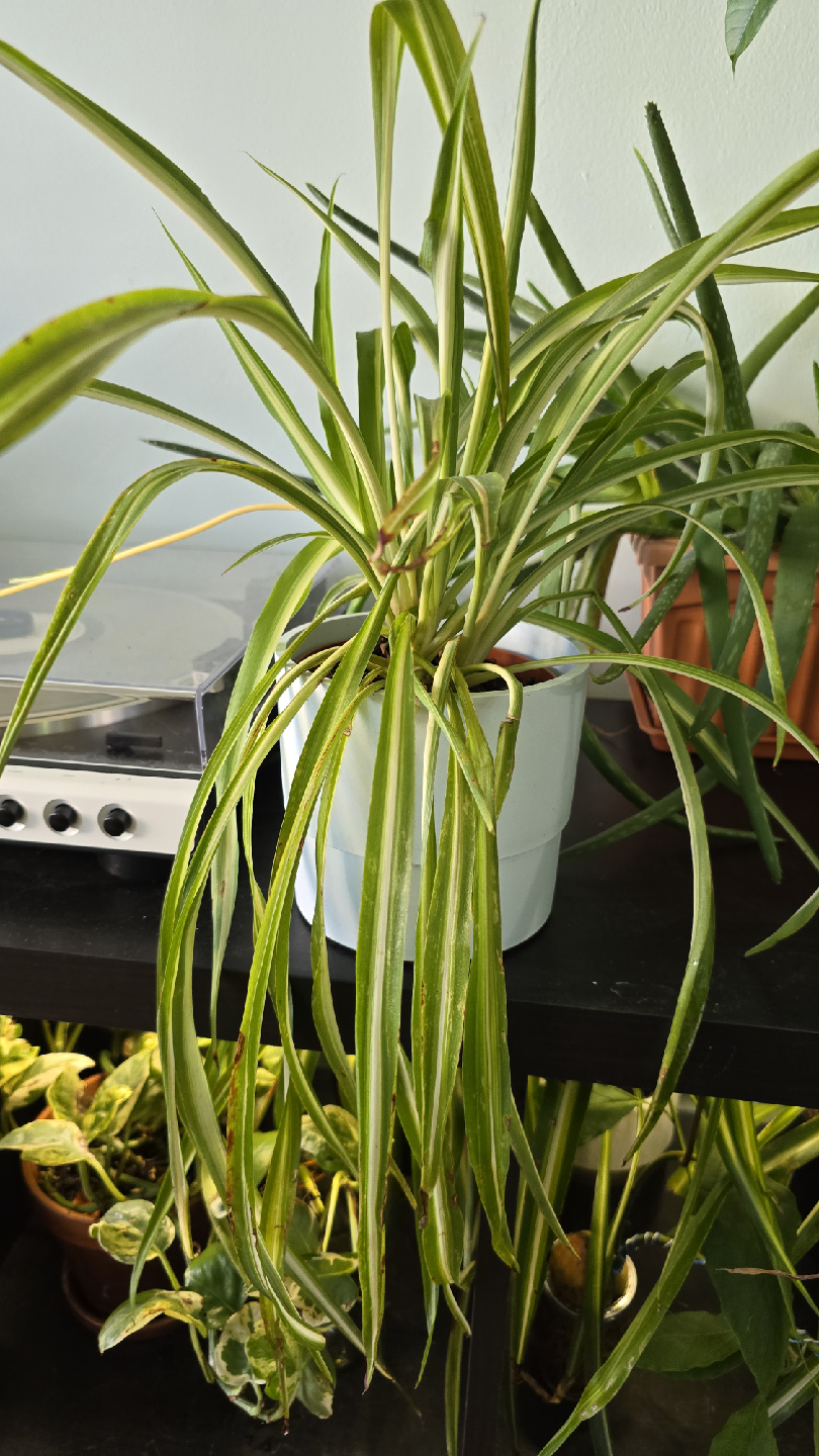 Medium Spider Plant w/ Baby Stems
