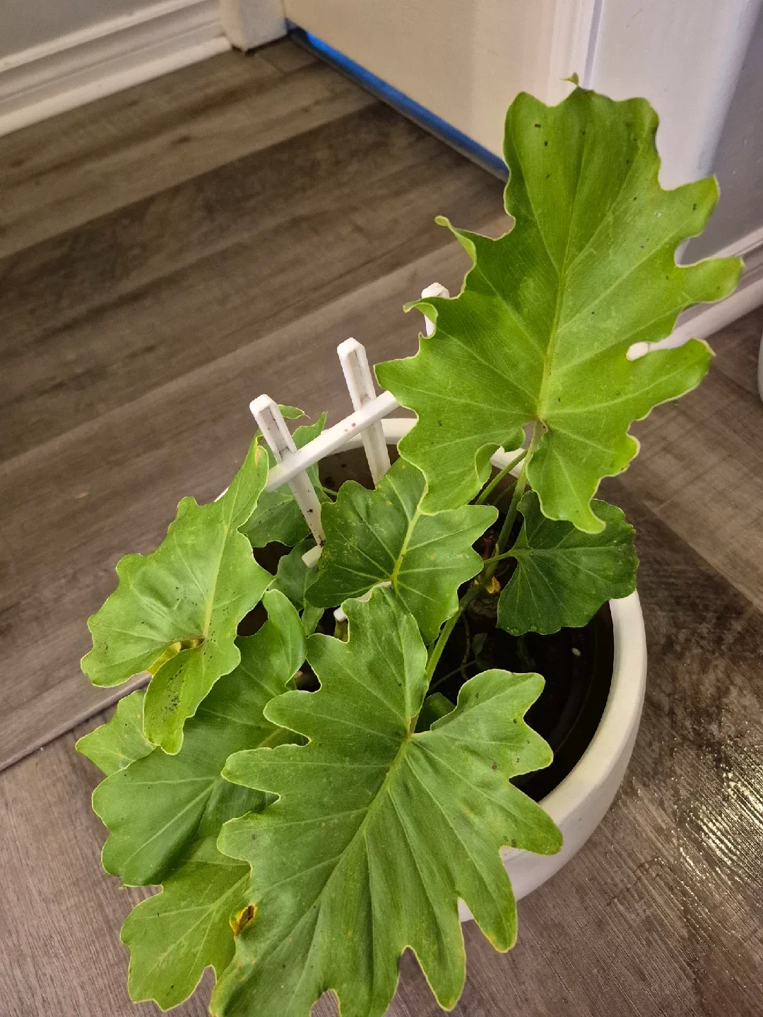 Philodendron Selloum Plant in White Pot image indicator(2)