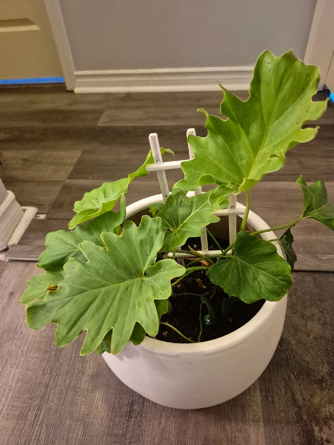 Philodendron Selloum Plant in White Pot image indicator(3)