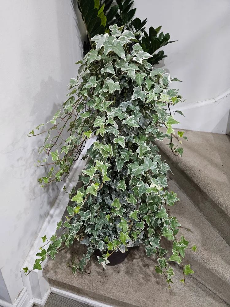 Variegated English Ivy Plant  tee pee image indicator(2)