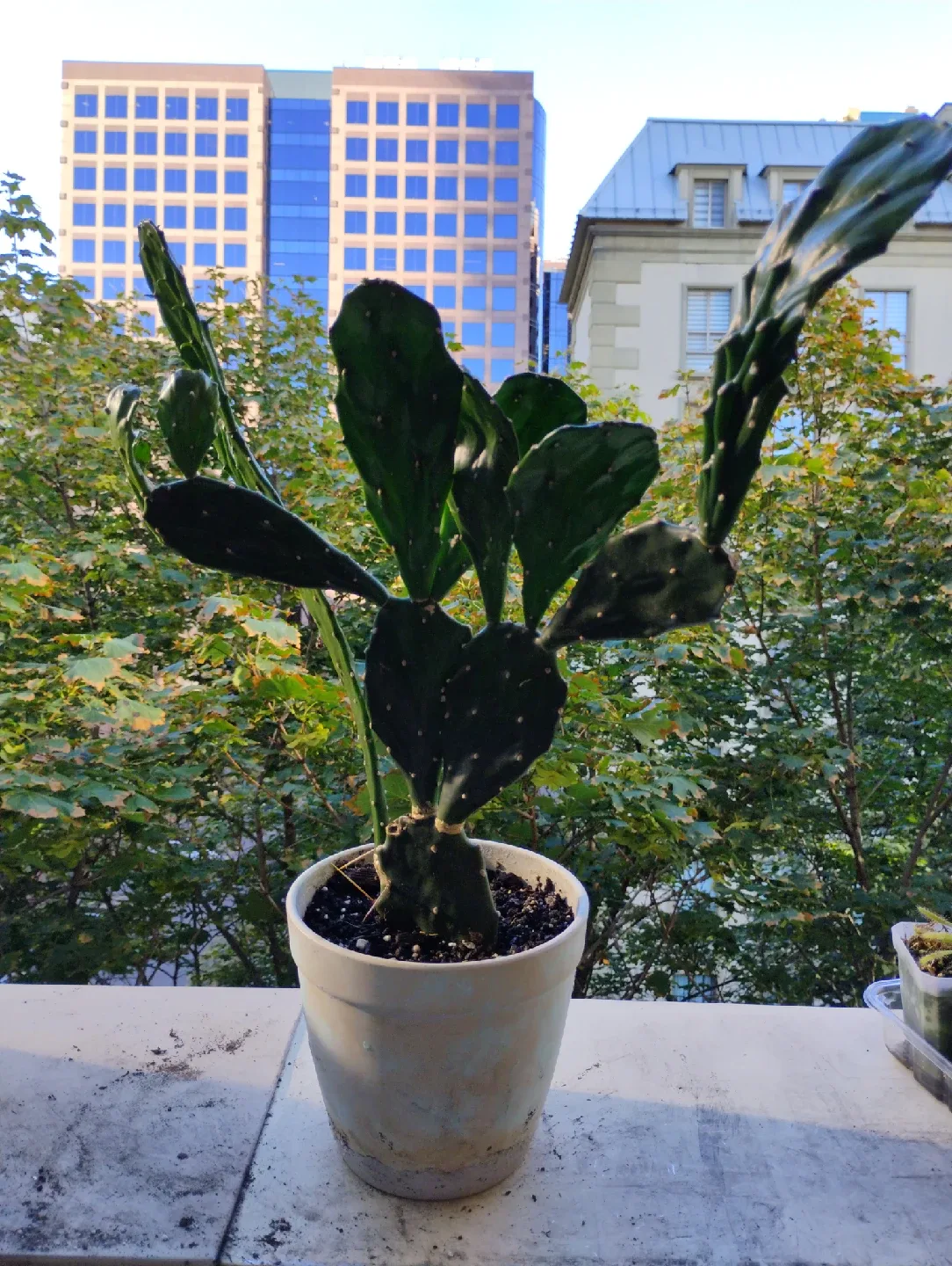 Prickly Pear Cactus thumbnail