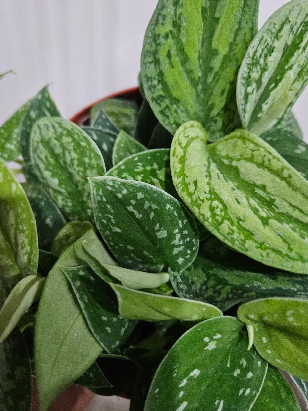 scindapsus tricolor borneo  Plant🧡 image indicator(3)