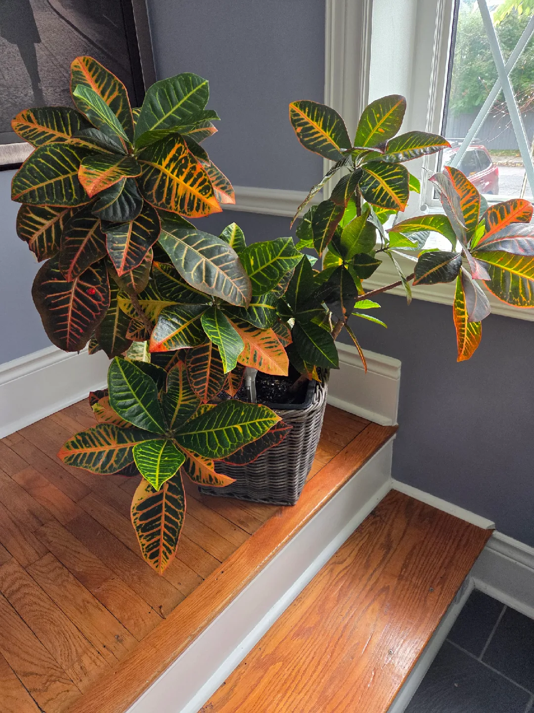 Croton Plant in Wicker Basket image indicator(2)