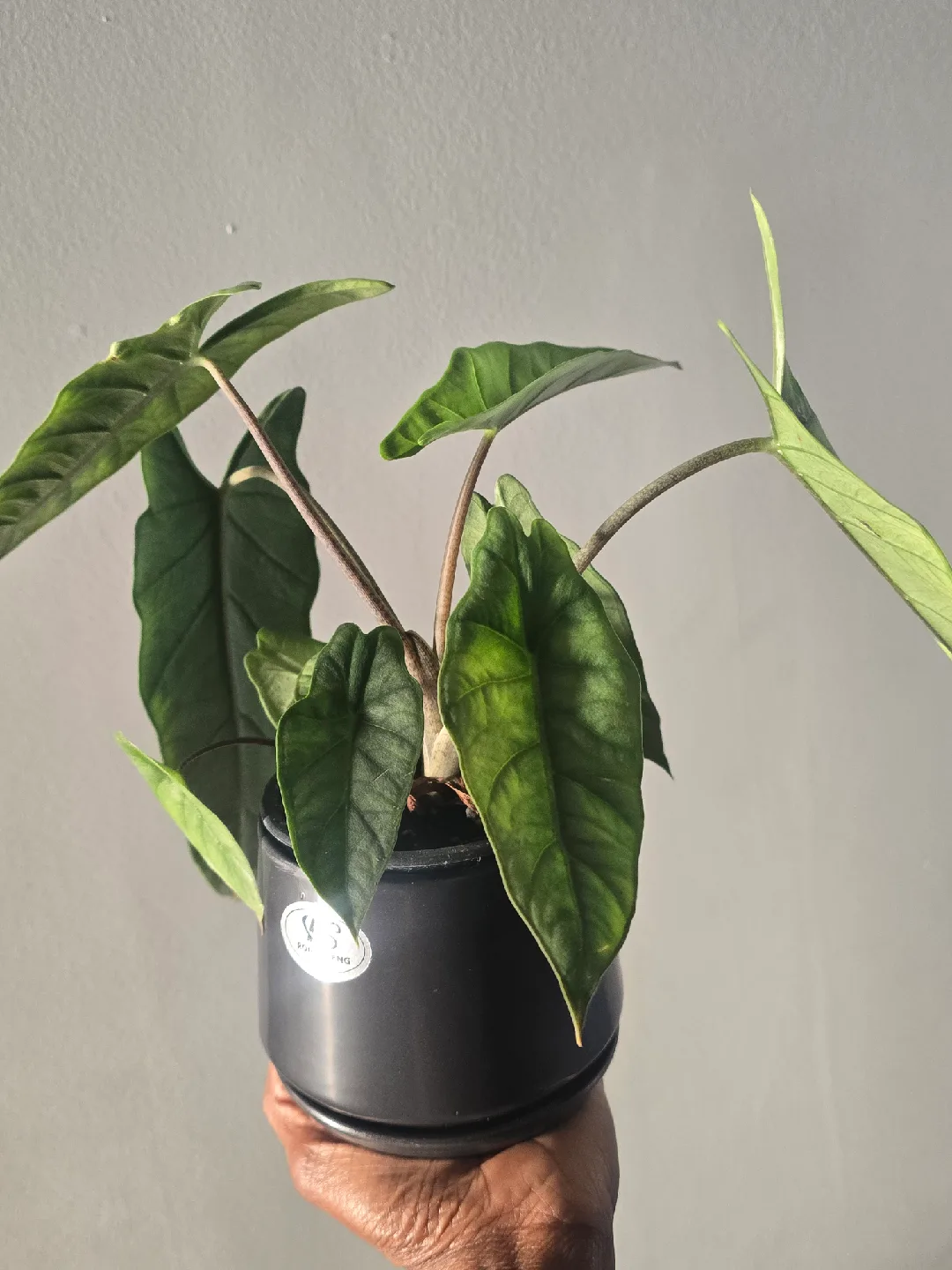 Alocasia  in Black Pot image indicator(5)