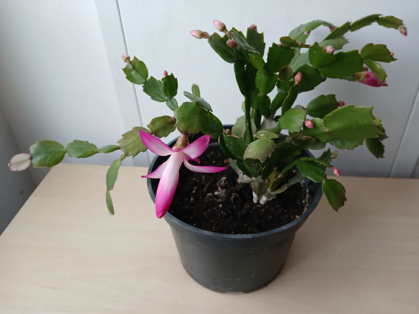 Christmas Cactus with Pink Flowers. It's available! thumbnail
