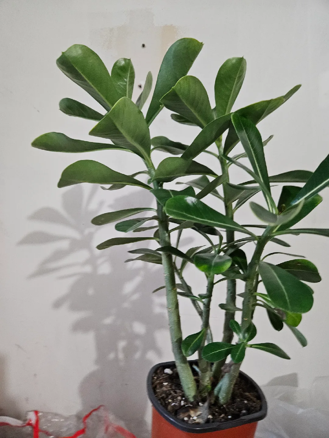 Potted Desert Rose Plant🧡 image indicator(5)