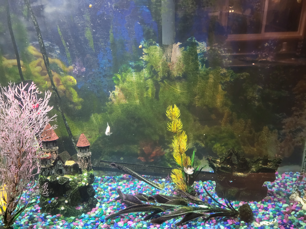 Fish Tank with Accessories - photo 2