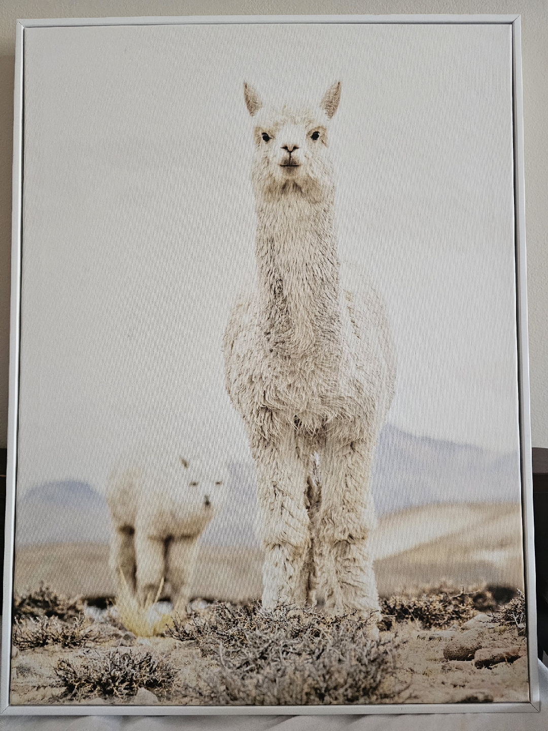 Alpaca Photography Canvas Wall Art