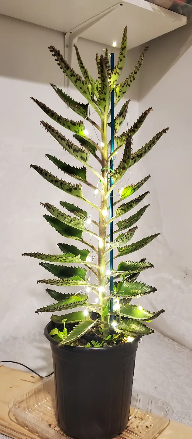 Mother of Thousands Plant with Lights image indicator(5)