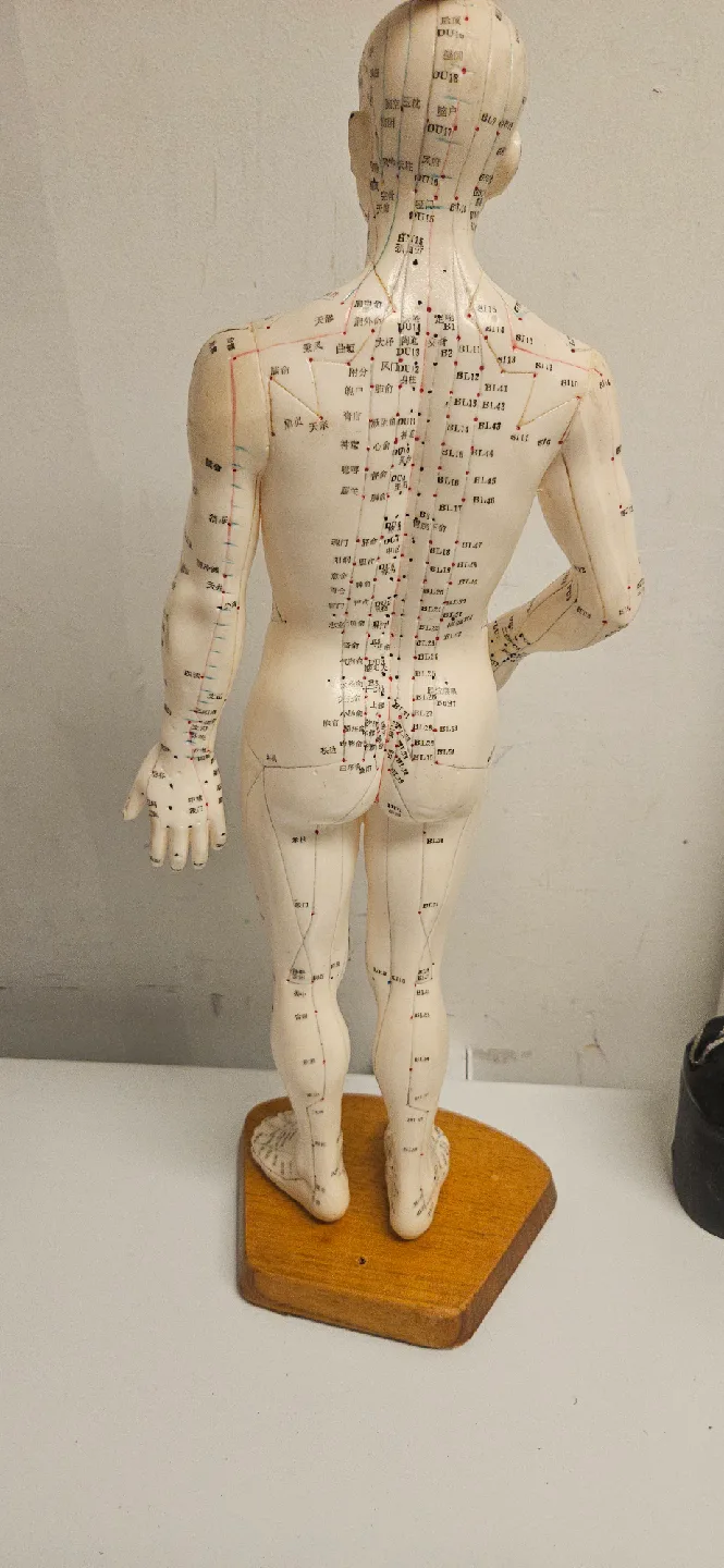 Acupuncture Model image indicator(2)