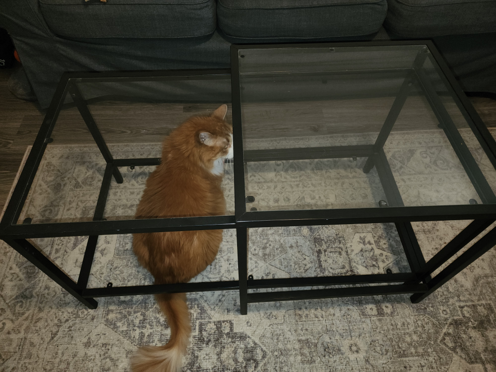 glass coffee table set cat not included lol!