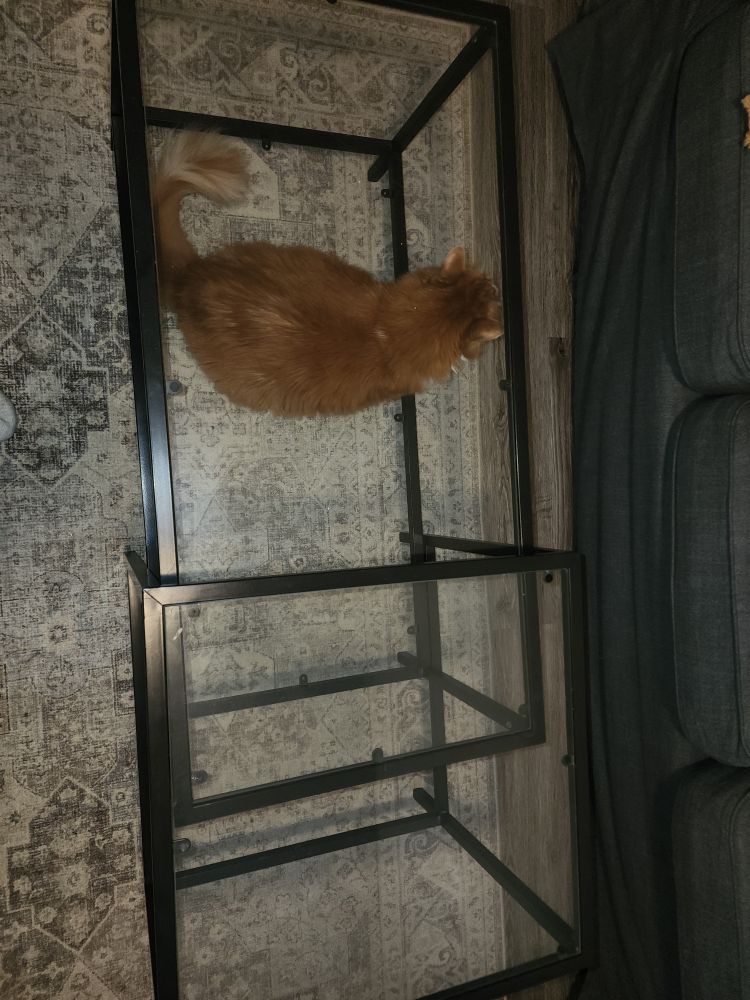 glass coffee table set cat not included lol! - photo 2
