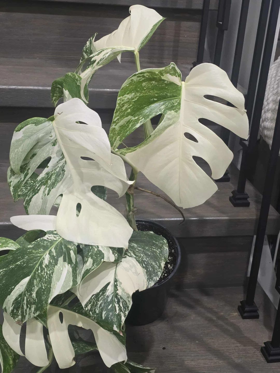 Variegated Monstera Albo Plant image indicator(2)
