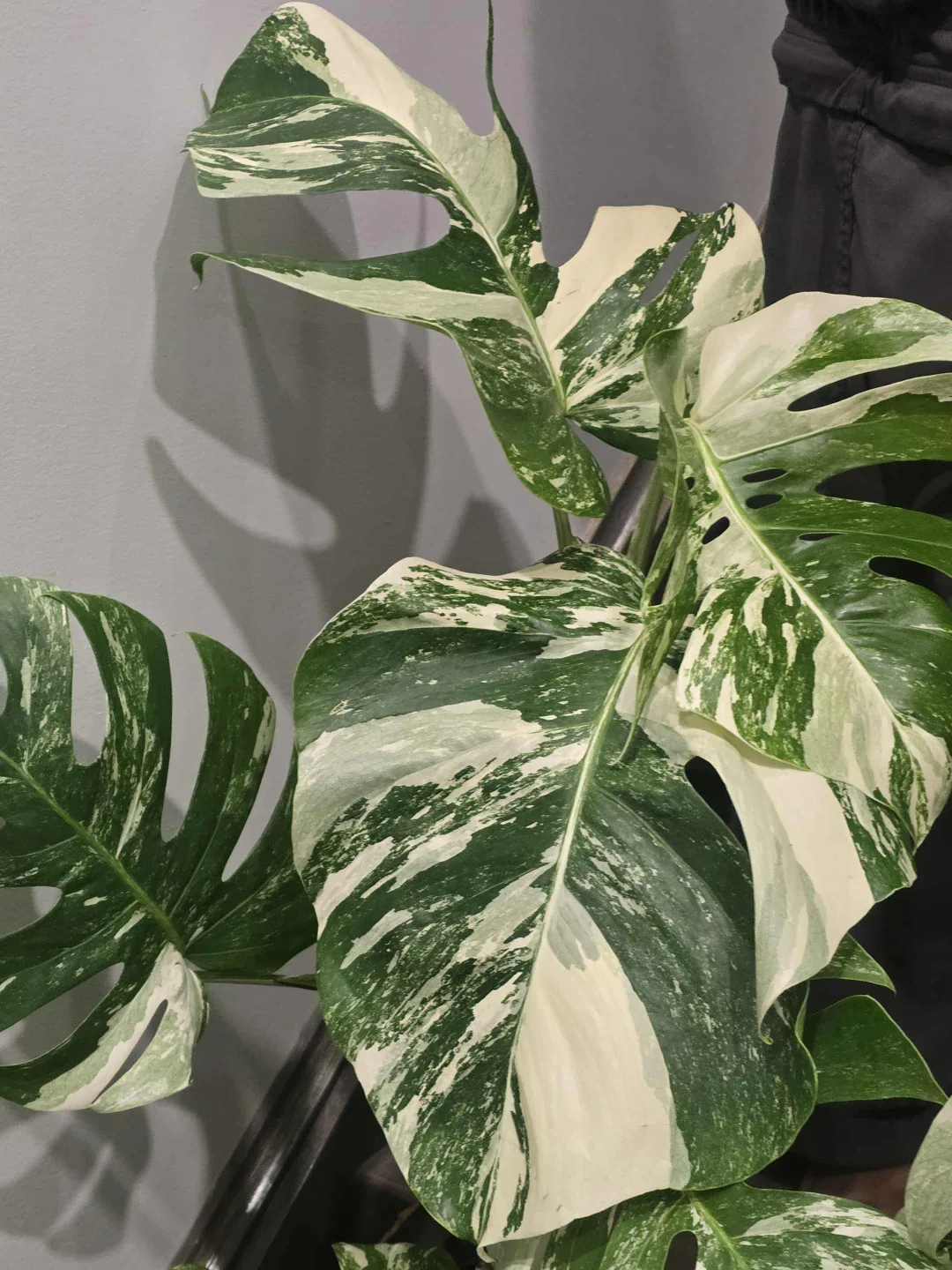 Variegated Monstera Albo Plant image indicator(3)