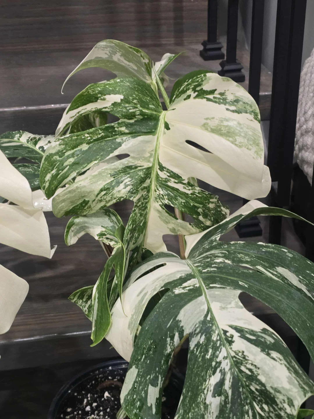 Variegated Monstera Albo Plant image indicator(4)