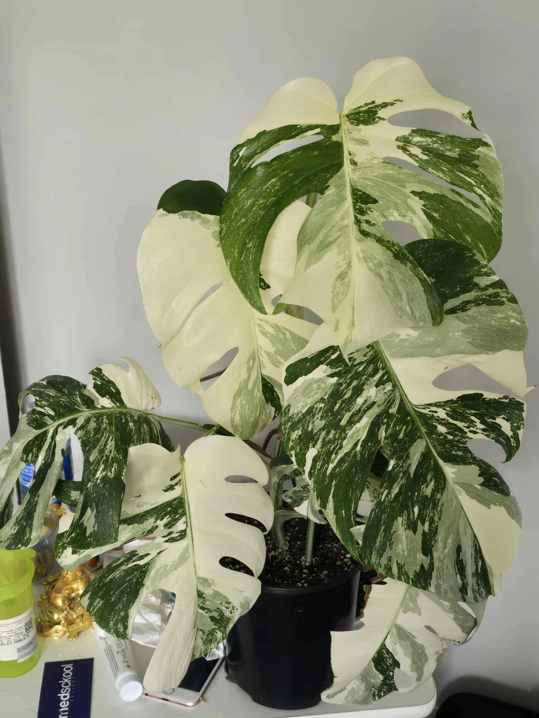 Variegated Monstera Albo Plant image indicator(5)