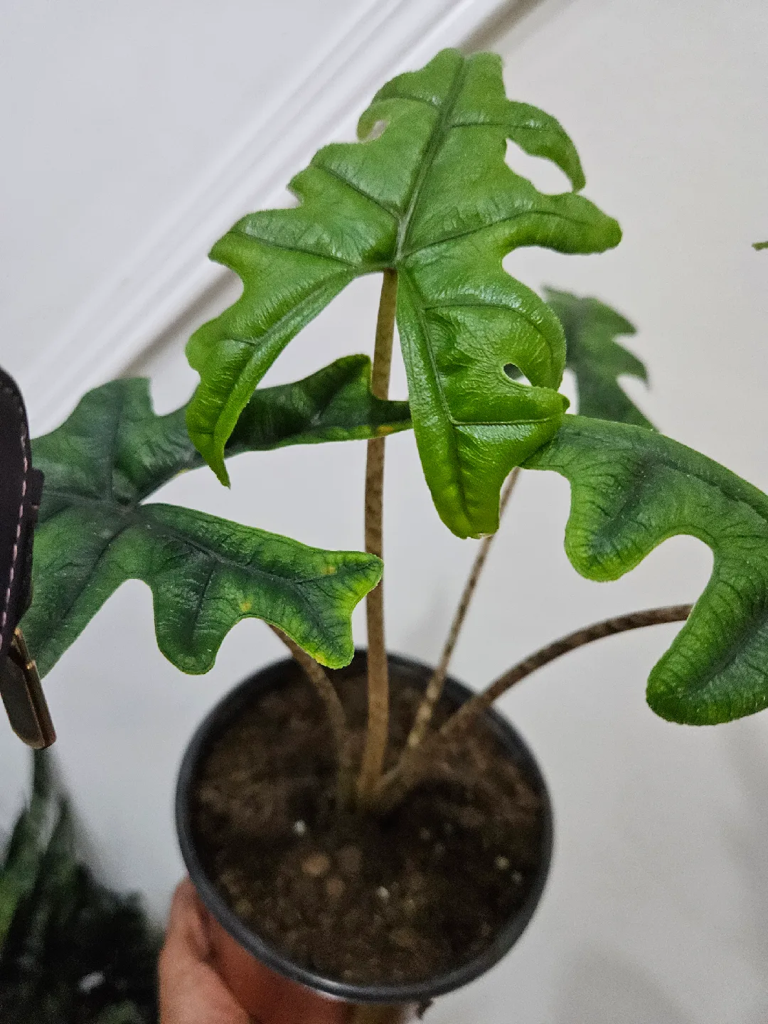 Alocasia jacklin Plant🪴 image indicator(2)