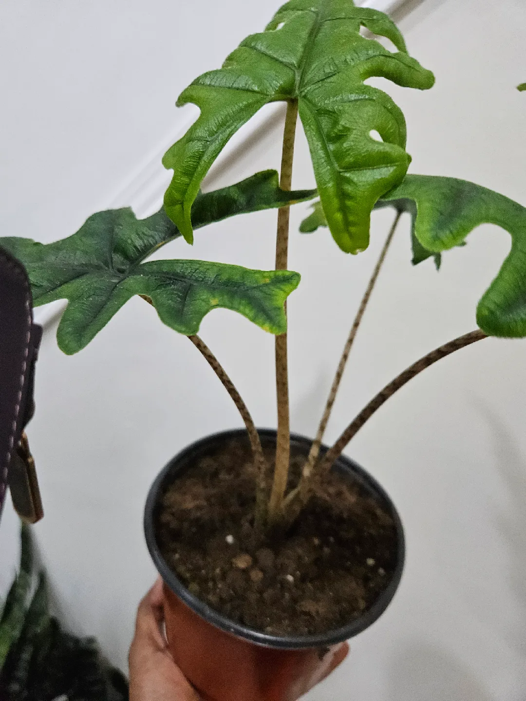 Alocasia jacklin Plant🪴 image indicator(3)