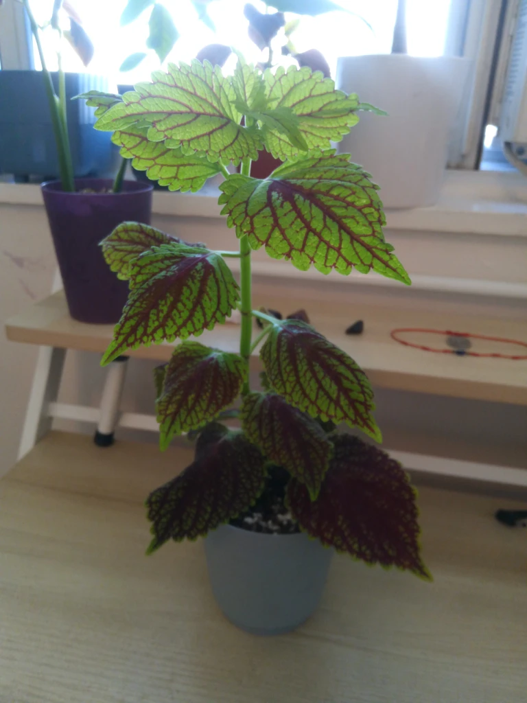 colouses plant