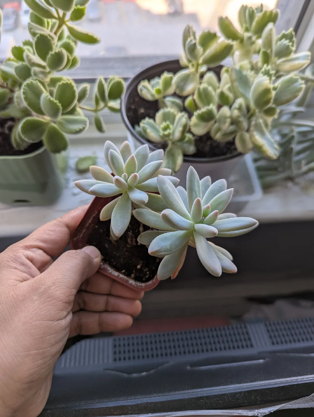 Two Echeveria Succulents in Small Pot thumbnail