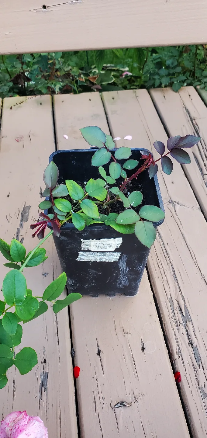 Carey rose image indicator(2)