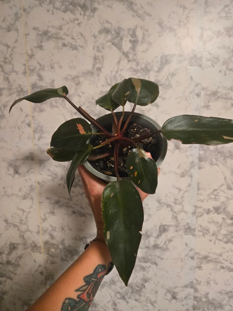 Assorted House Plants image indicator(9)