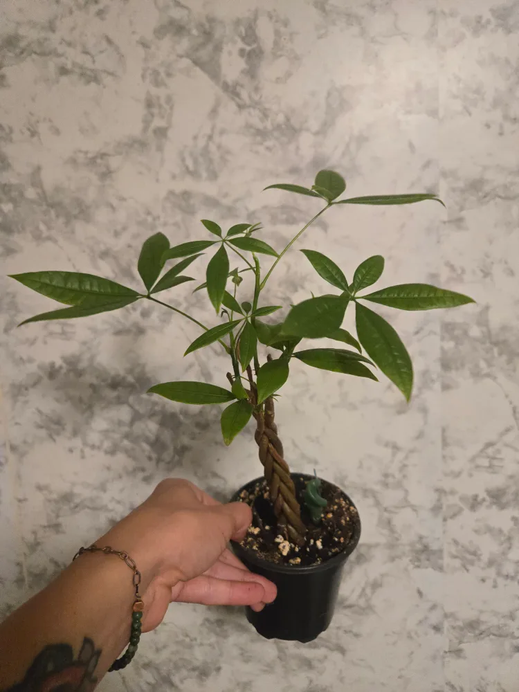 Assorted House Plants image indicator(5)