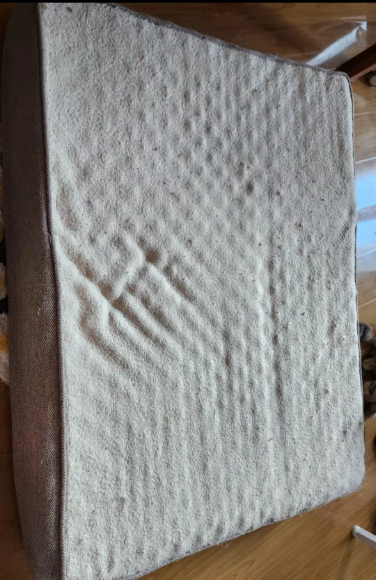 dog bed thumbnail