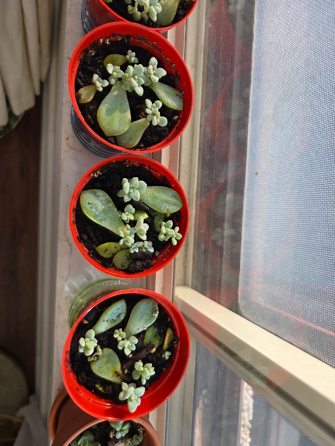 Potted Succulent Plant Propagations thumbnail