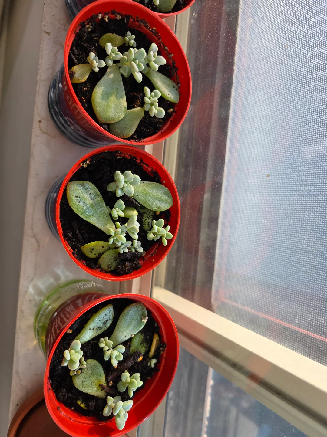 Potted Succulent Plant Propagations image indicator(2)