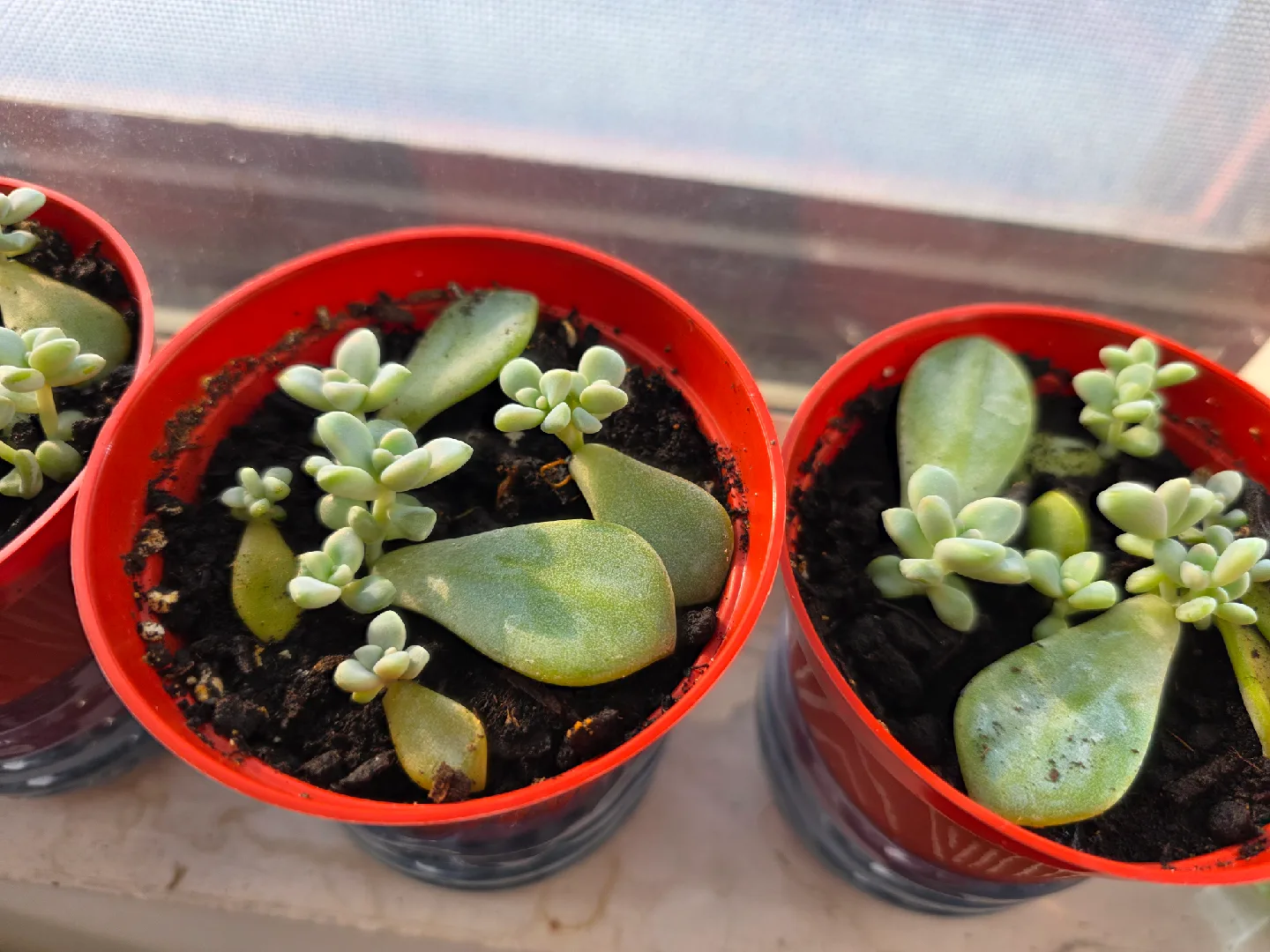 Potted Succulent Plant Propagations image indicator(3)