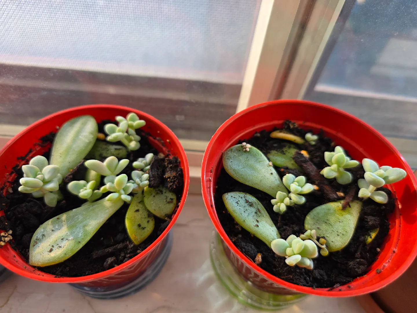 Potted Succulent Plant Propagations image indicator(4)