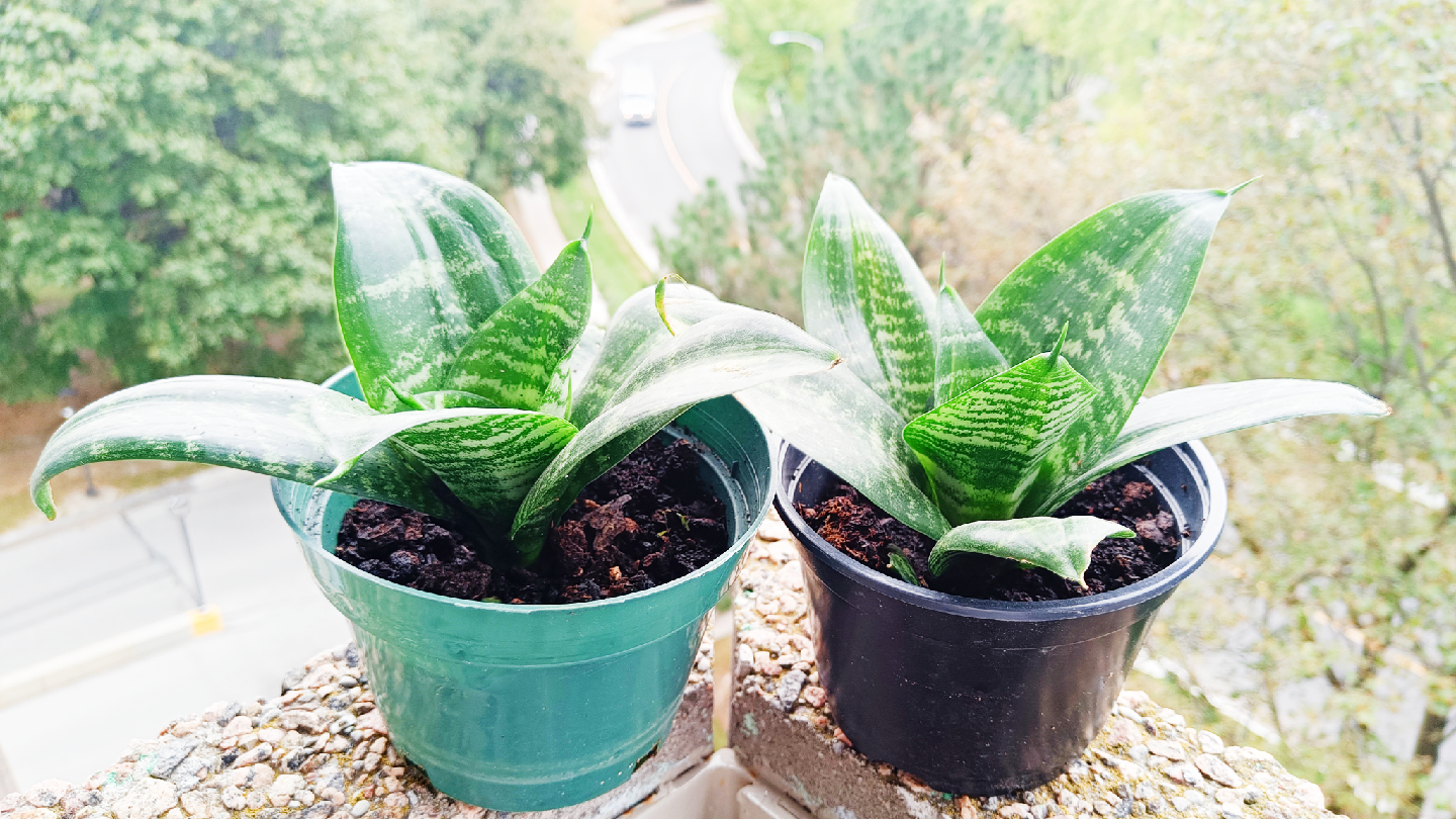 Two potted short snake plants (low light) 🥕