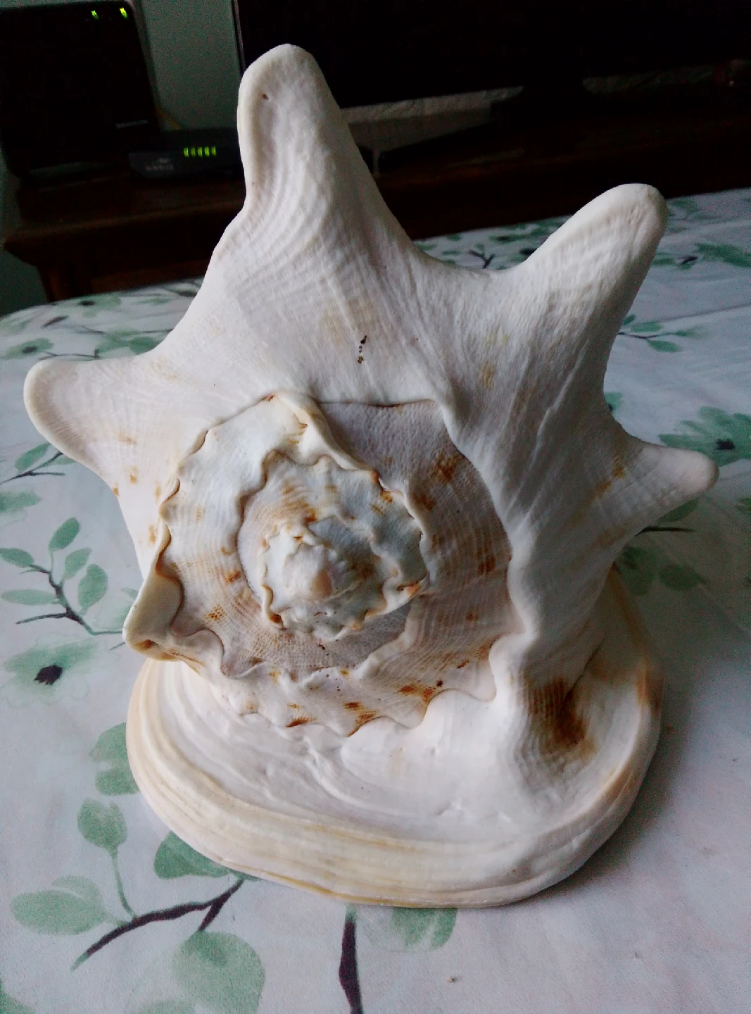 Large Conch Seashell