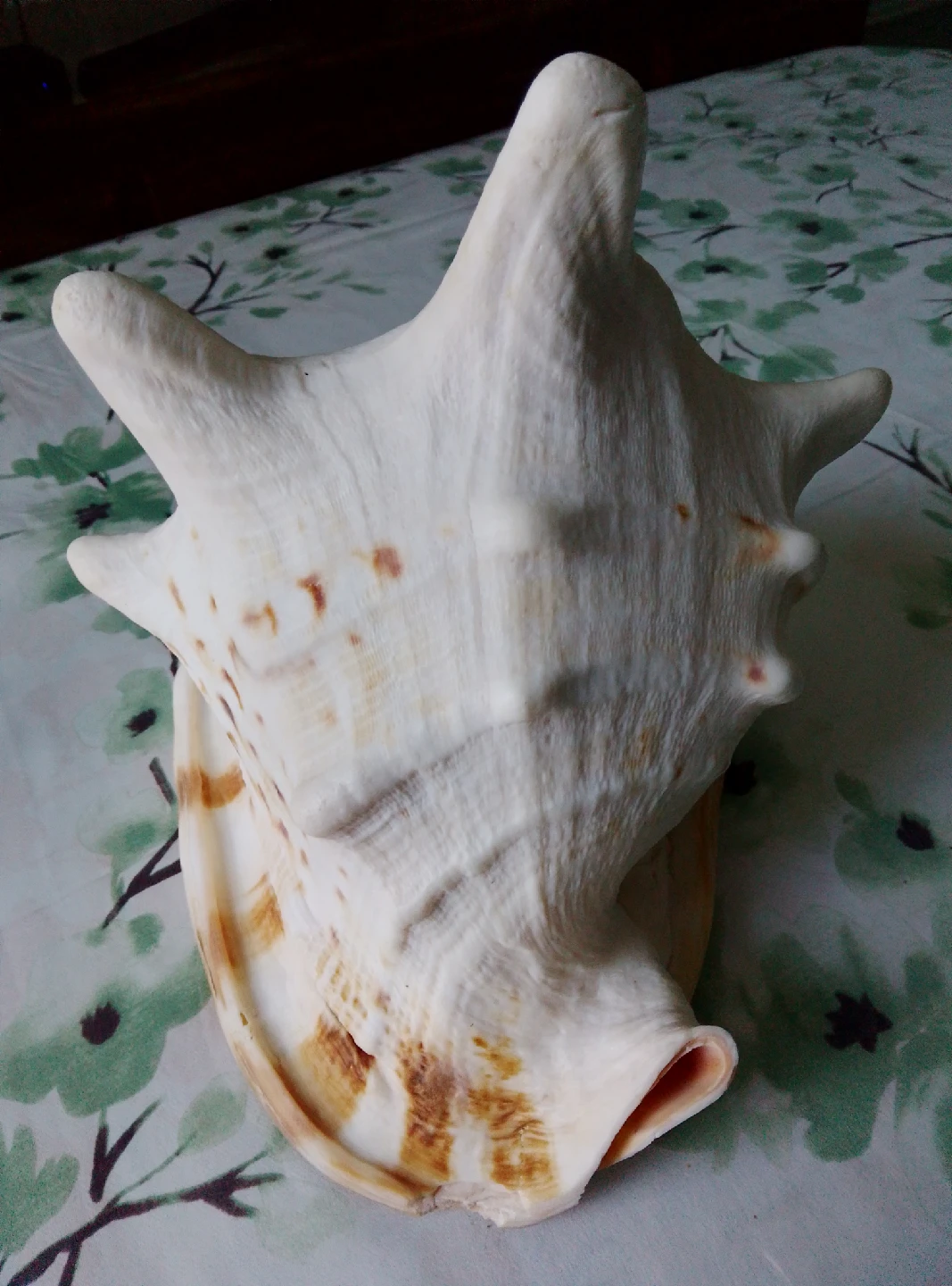 Large Conch Seashell - photo 5