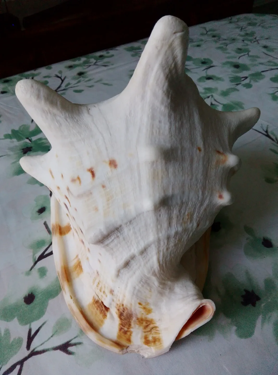 Large Conch Seashell image indicator(5)