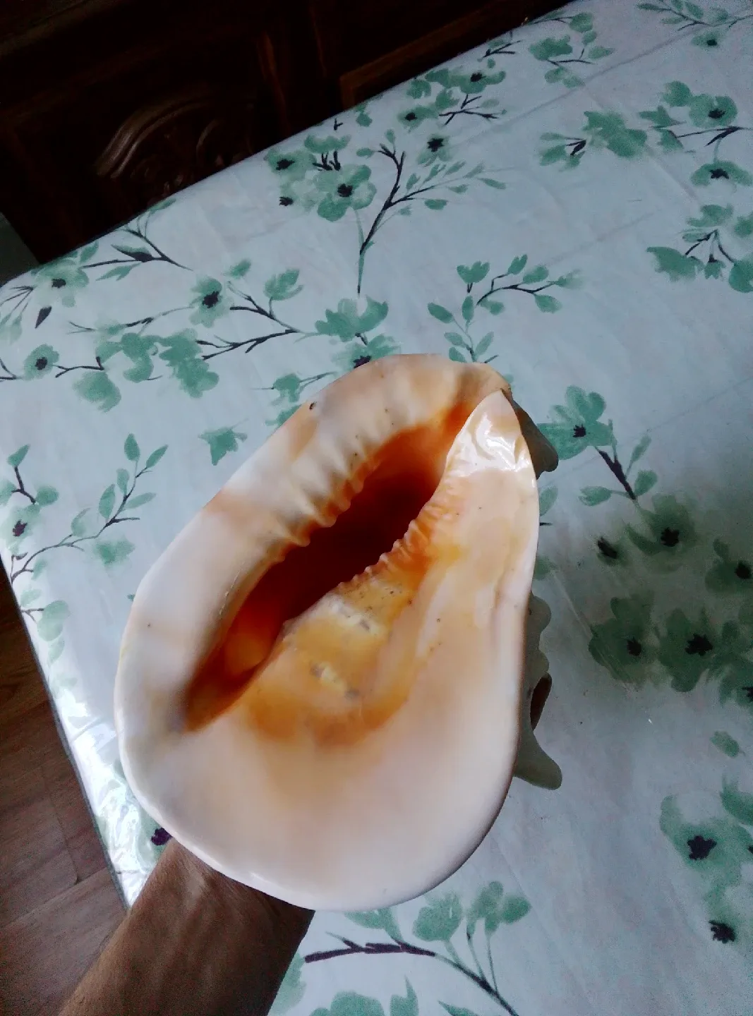 Large Conch Seashell image indicator(7)
