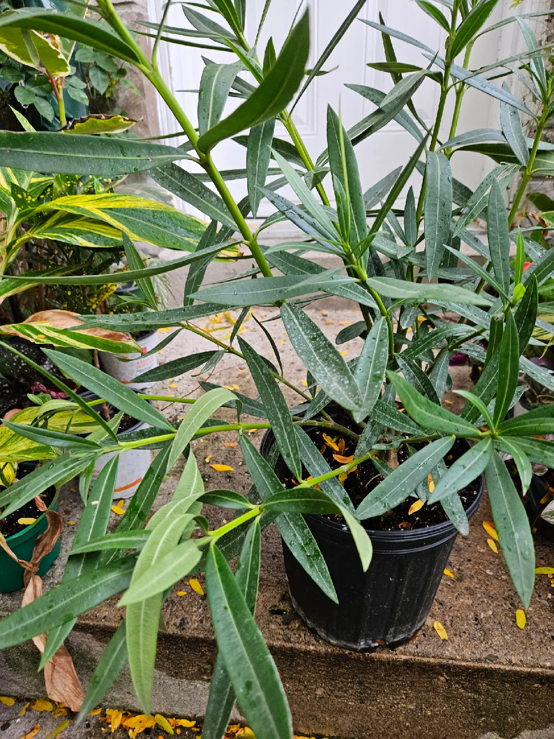 Oleander plant image indicator(2)