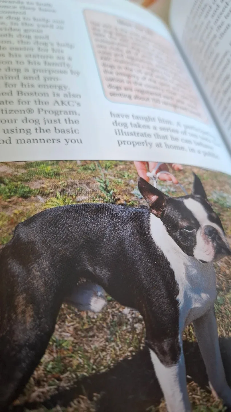 Boston Terrier: A Comprehensive Guide to Owning and Caring image indicator(3)