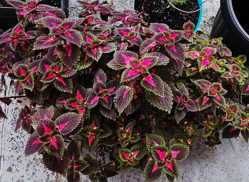 Big & Beautiful Coleus Plant – Vibrant Pink & Green Foliage! image indicator(2)