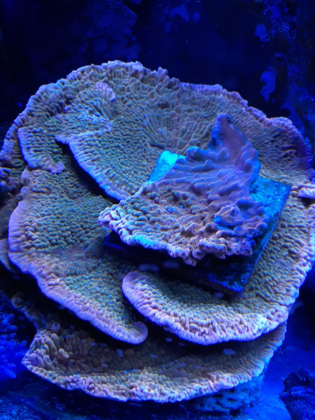 live coral, orange plating montipora image indicator(2)