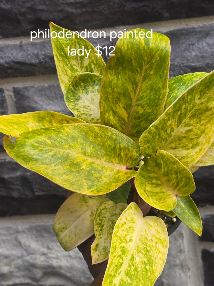 Assorted Indoor Plants image indicator(7)