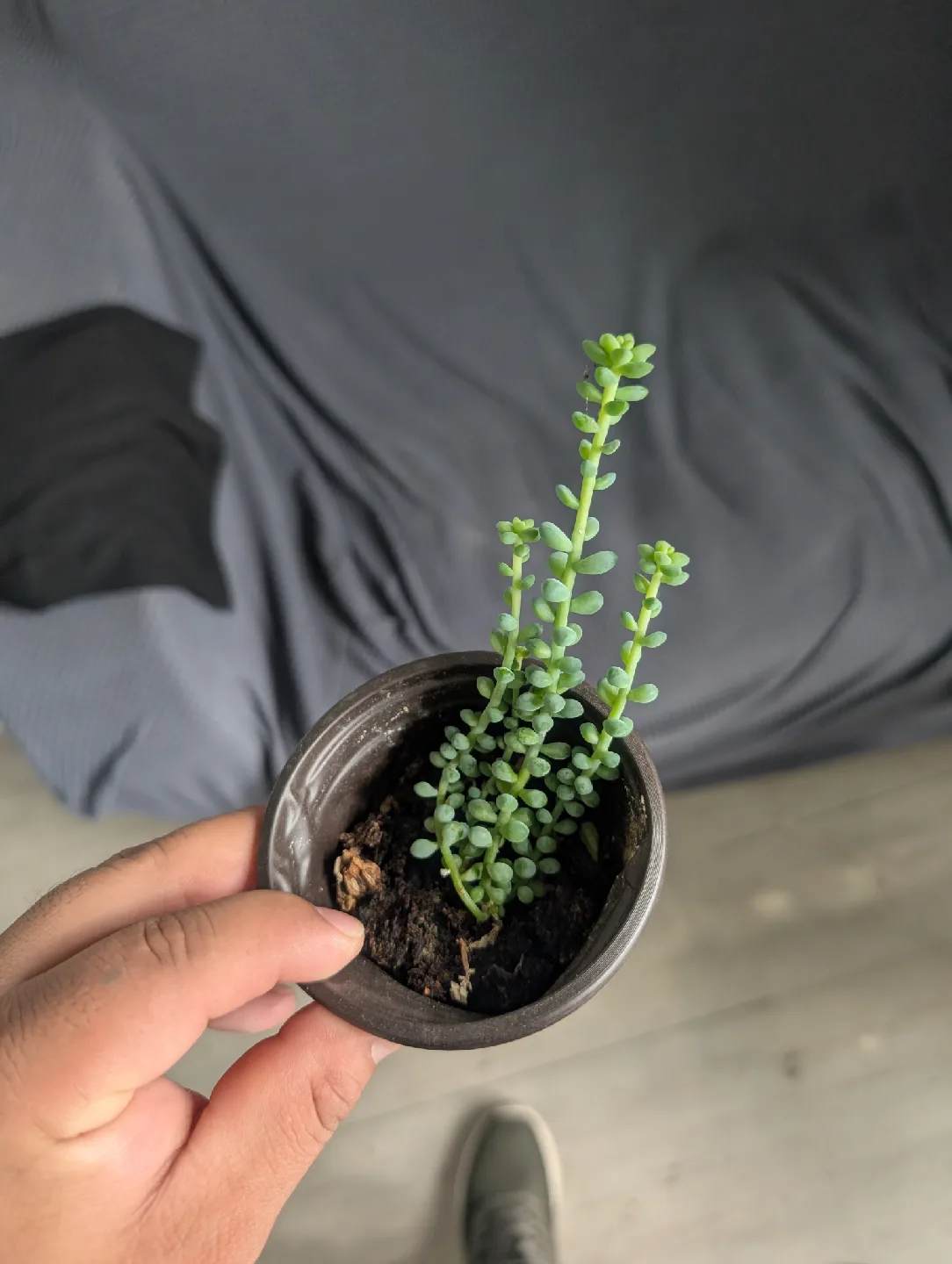Cute Sedum Burrito Plant🥕 thumbnail
