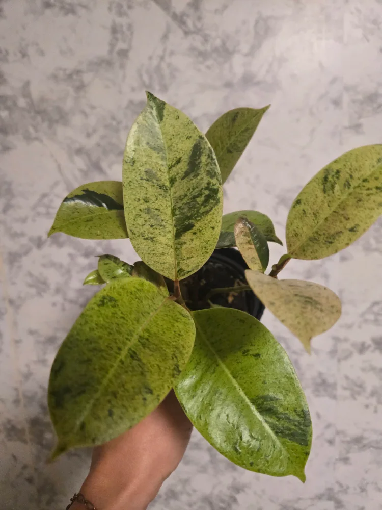 Assorted House Plants image indicator(3)