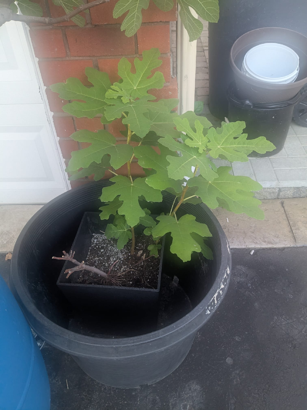 Fig Tree Plant