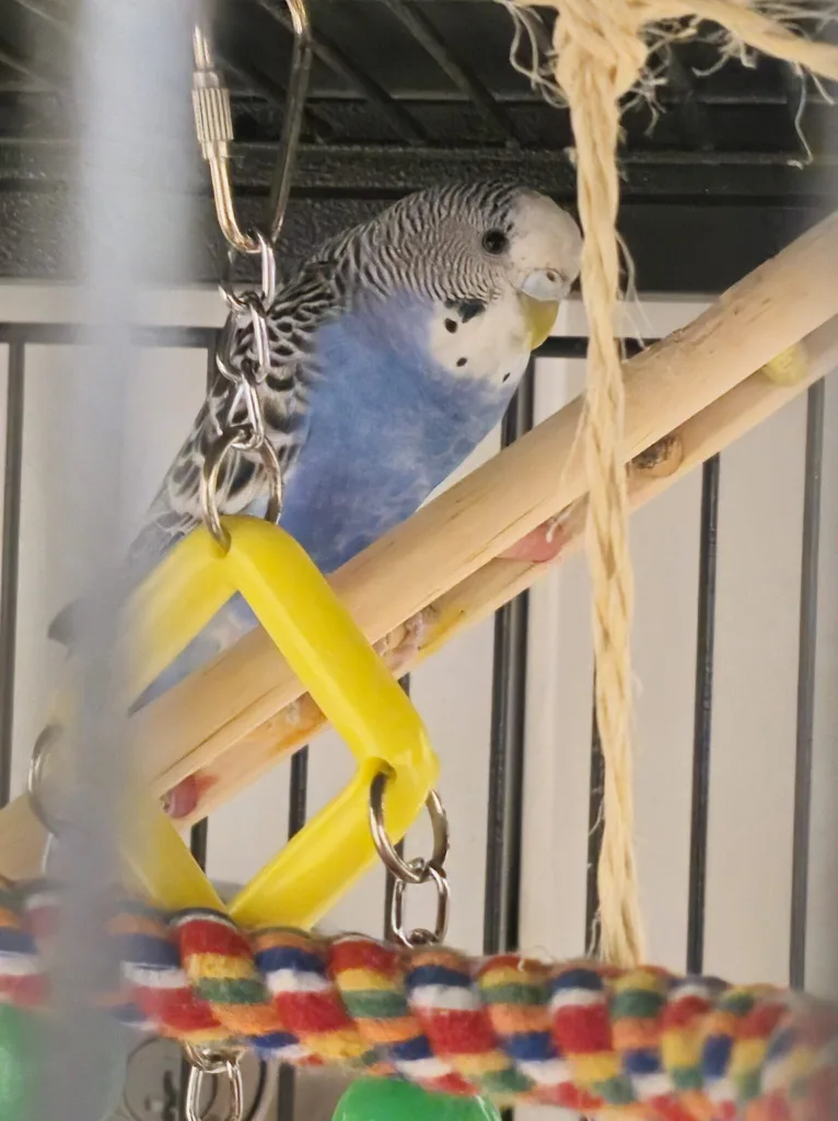 Bird Cage with Accessories image indicator(3)