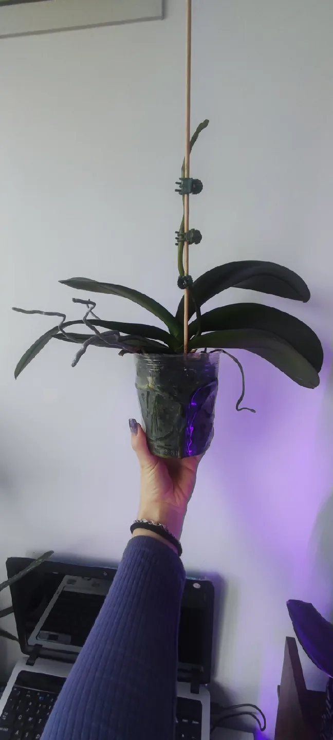 Orchid ready to bloom🌸 thumbnail