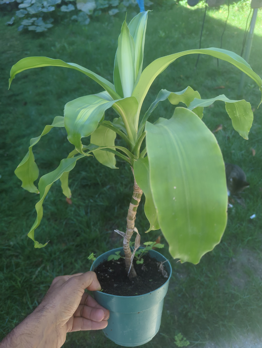 Corn Plant - Dracaena fragrans