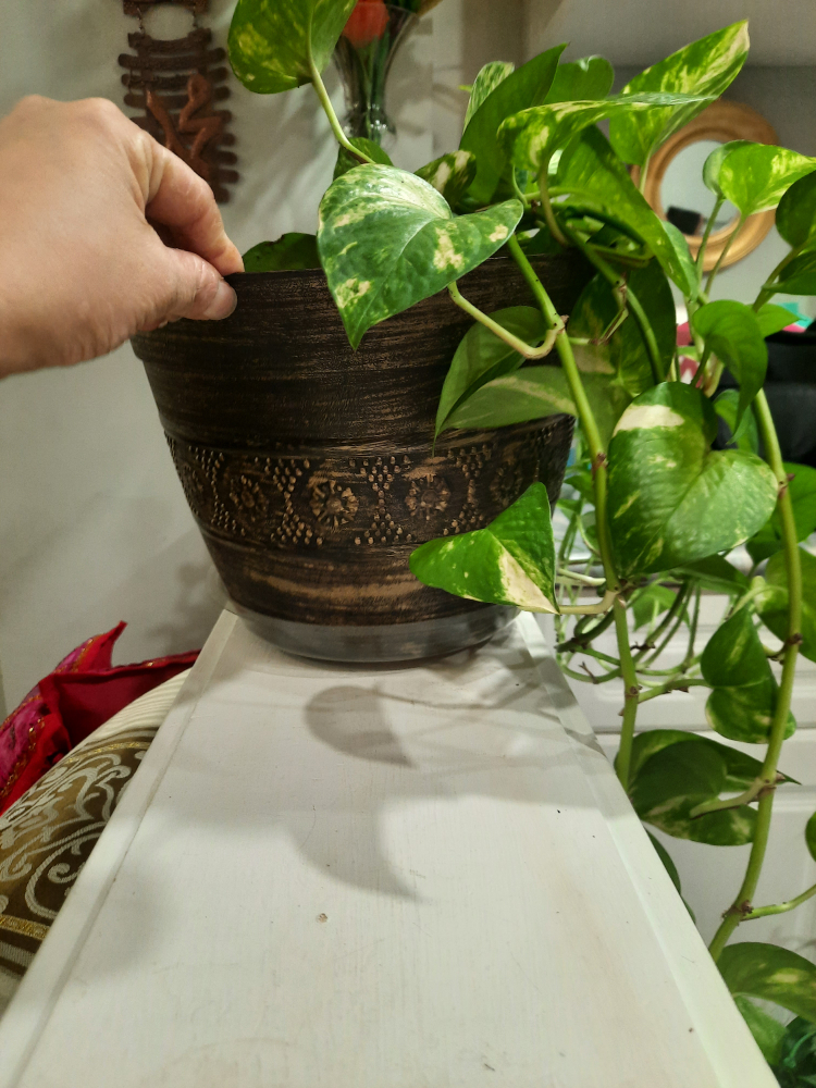 Potted Golden Pothos Plant